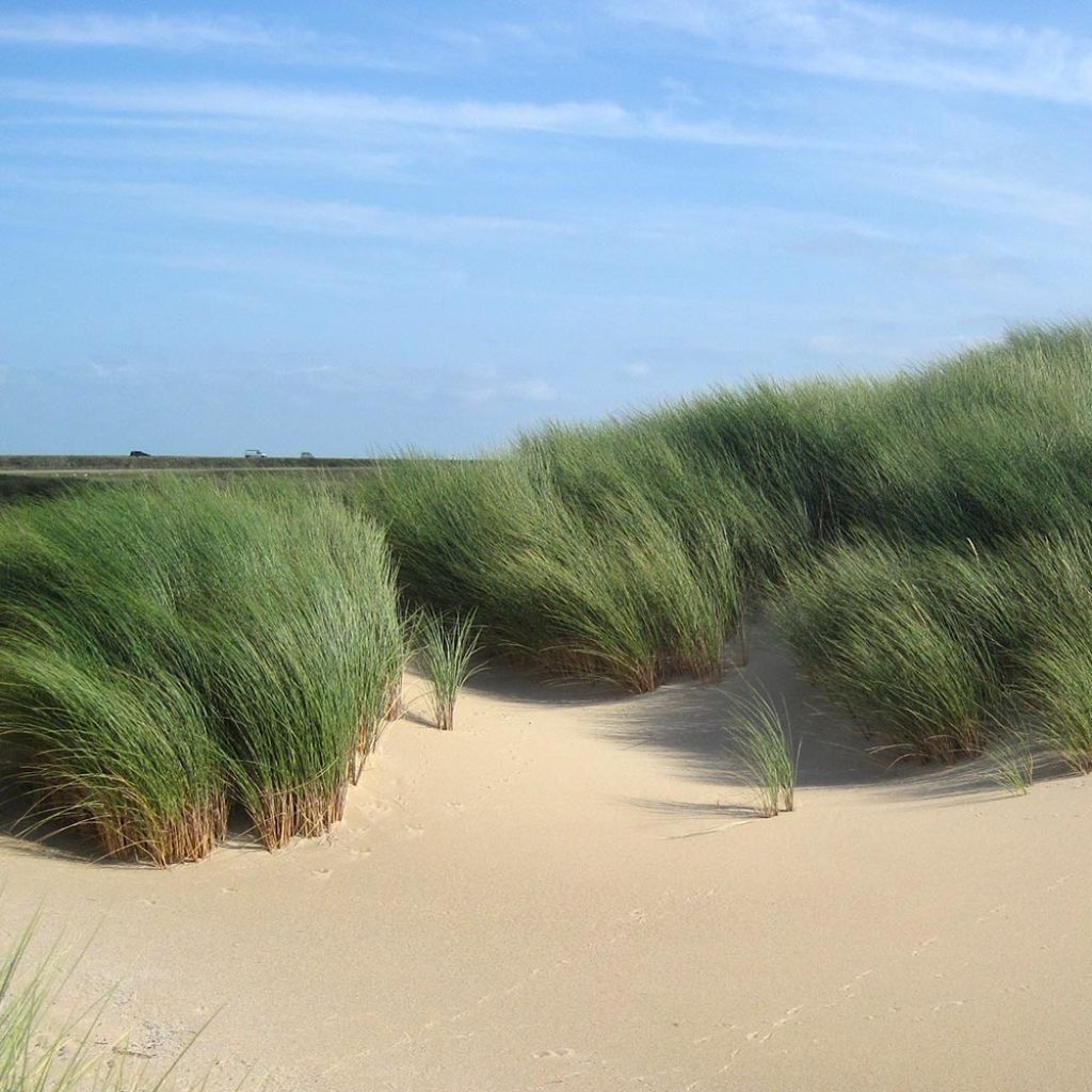 Ammophila arenaria - Oyat - Roseau des sables