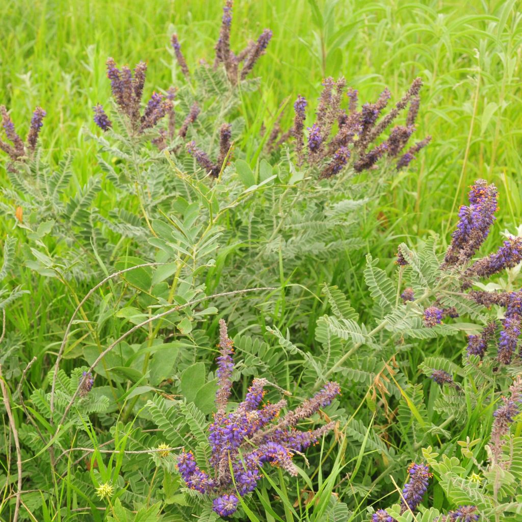 Amorpha canescens