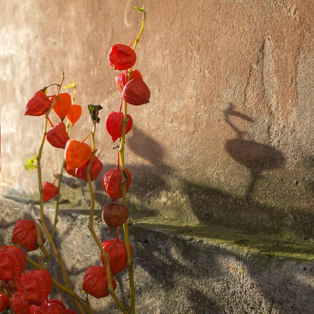 Amour en cage - Physalis franchetii