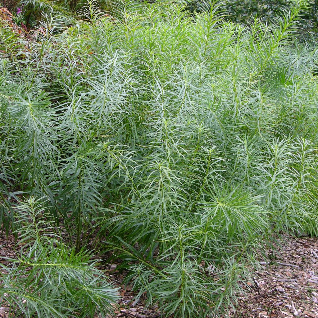 Amsonia hubrichtii - Amsonie de Hubricht