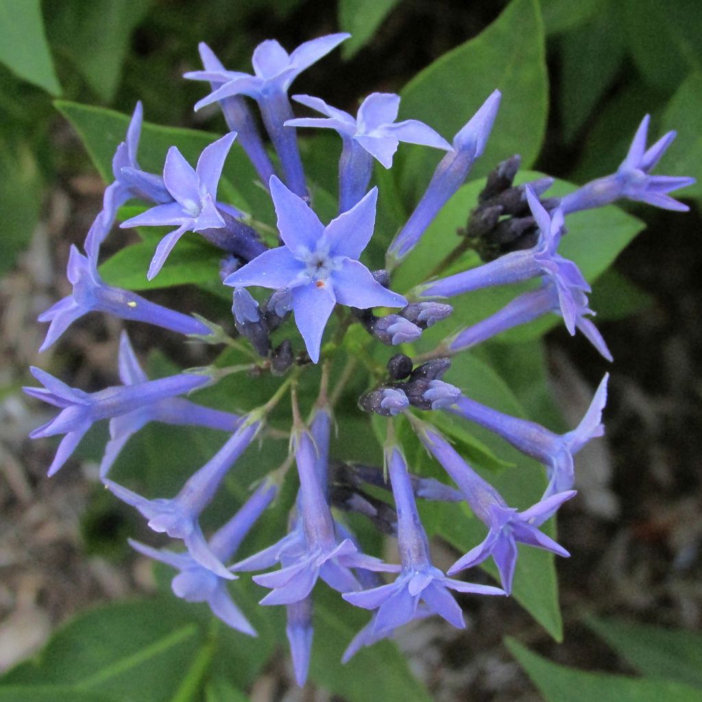 Amsonia hybride Blue Ice - Amsonie bleue
