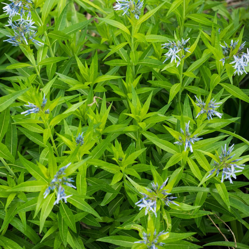 Amsonia hybride Blue Ice - Amsonie bleue