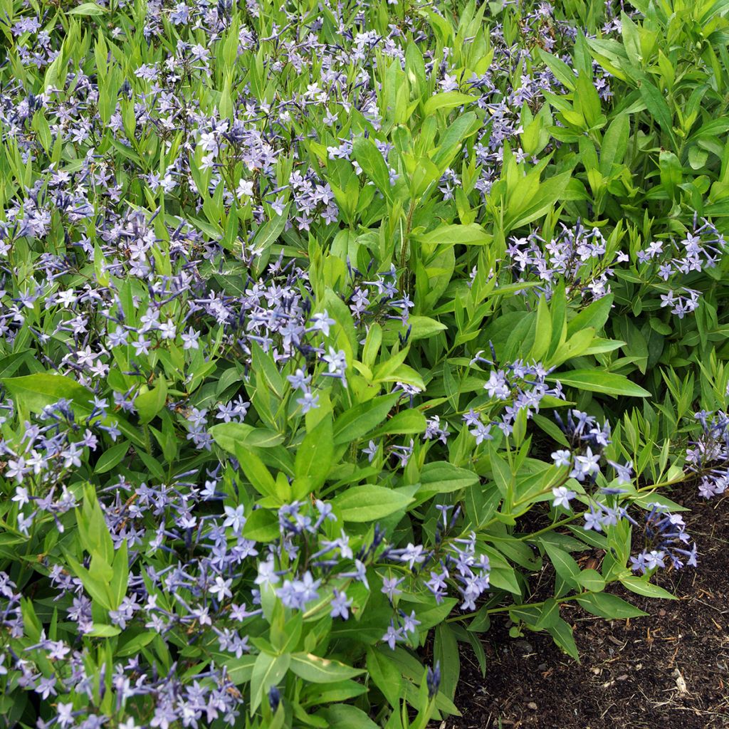 Amsonia hybride Blue Ice