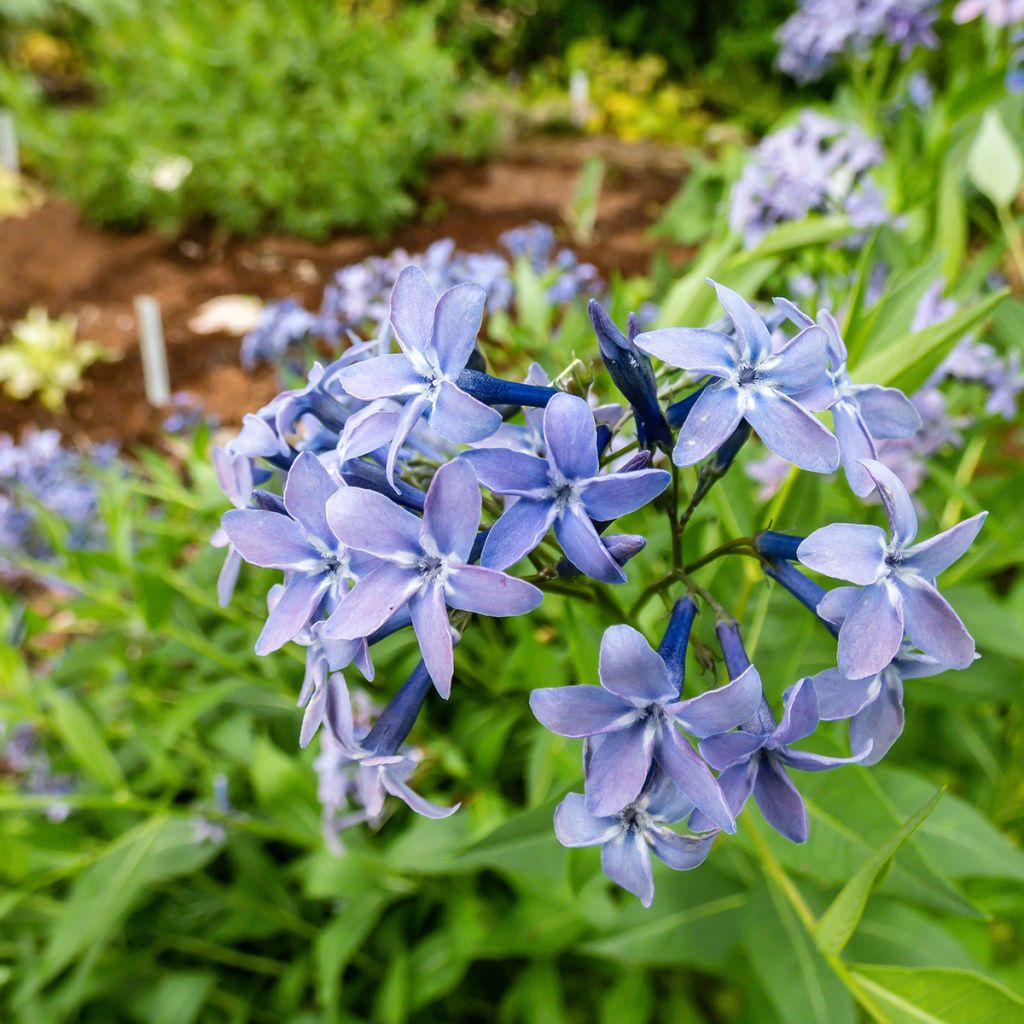 Amsonia hybride Blue Ice