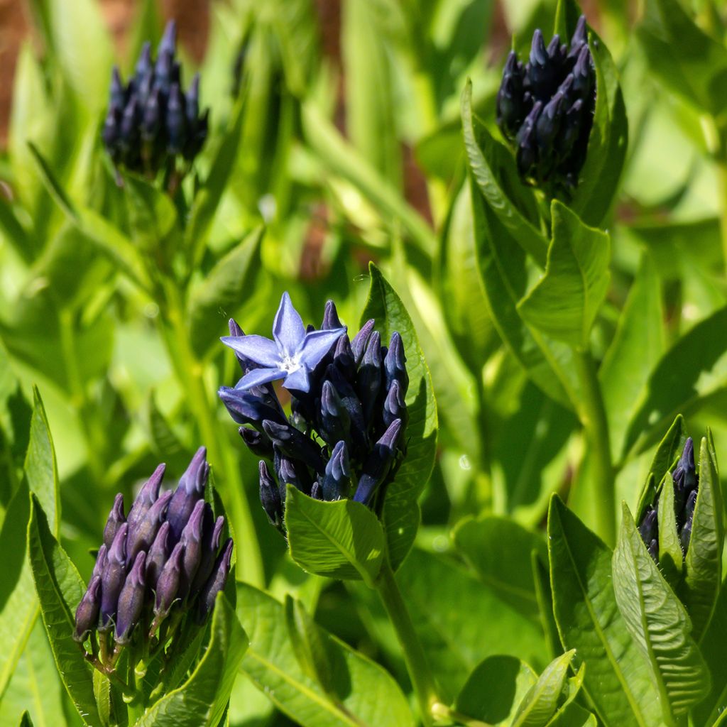 Amsonia hybride Blue Ice