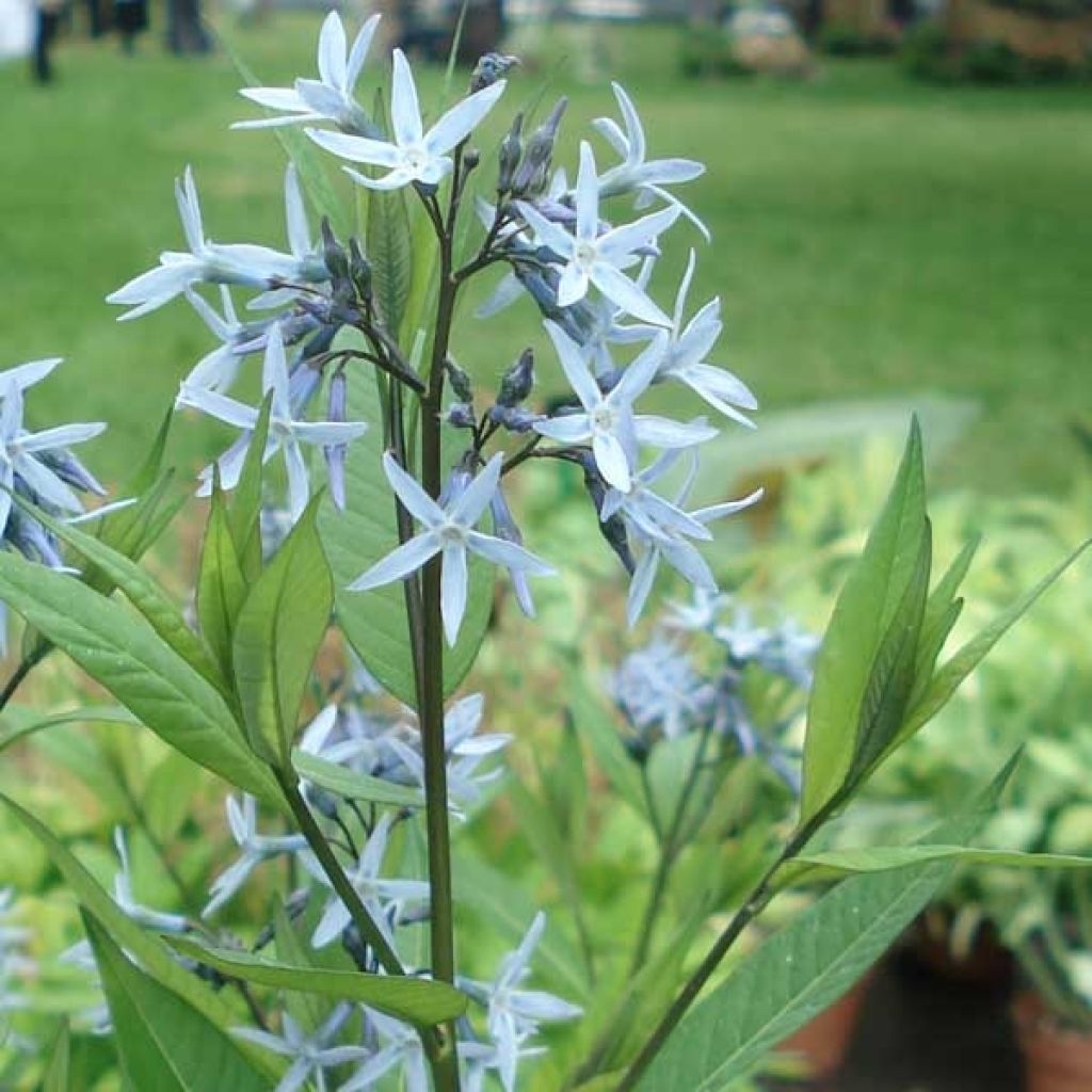 Amsonie bleue - Amsonia tabernaemontana var. salicifolia
