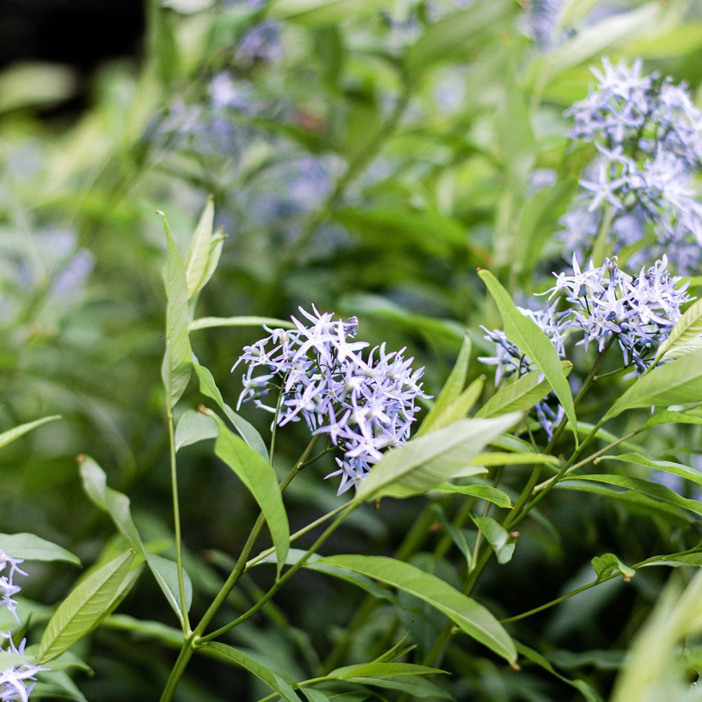 Amsonia tabernaemontana var. salicifolia