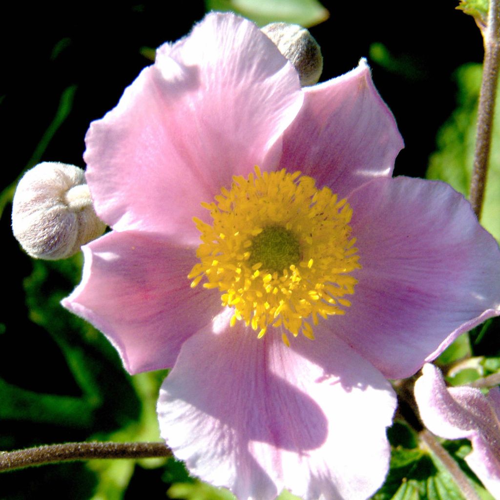 Anémone tomentosa Septemberglanz