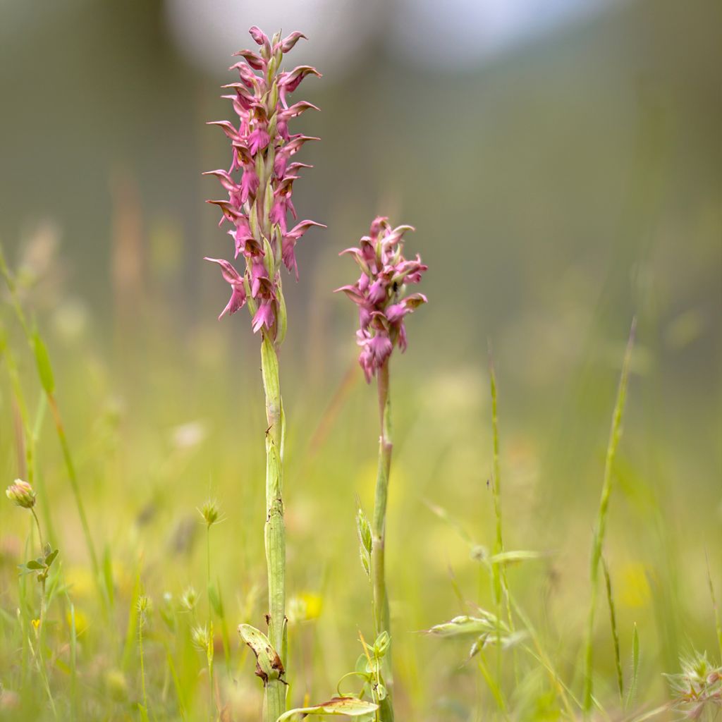 Anacamptis sancta, Orchis sacré - Orchidée vivace