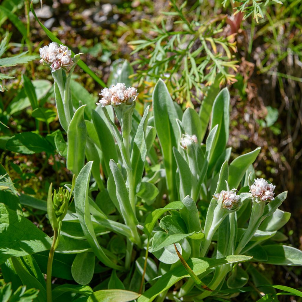 Anaphalis alpicola - Bouton d'argent des Alpes