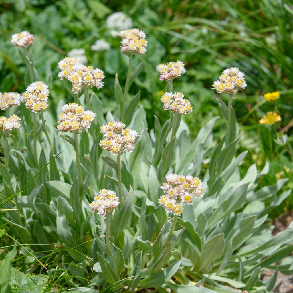 Anaphalis alpicola - Bouton d'argent des Alpes