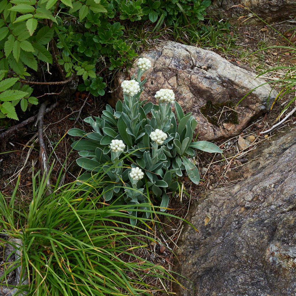Anaphalis alpicola - Bouton d'argent des Alpes