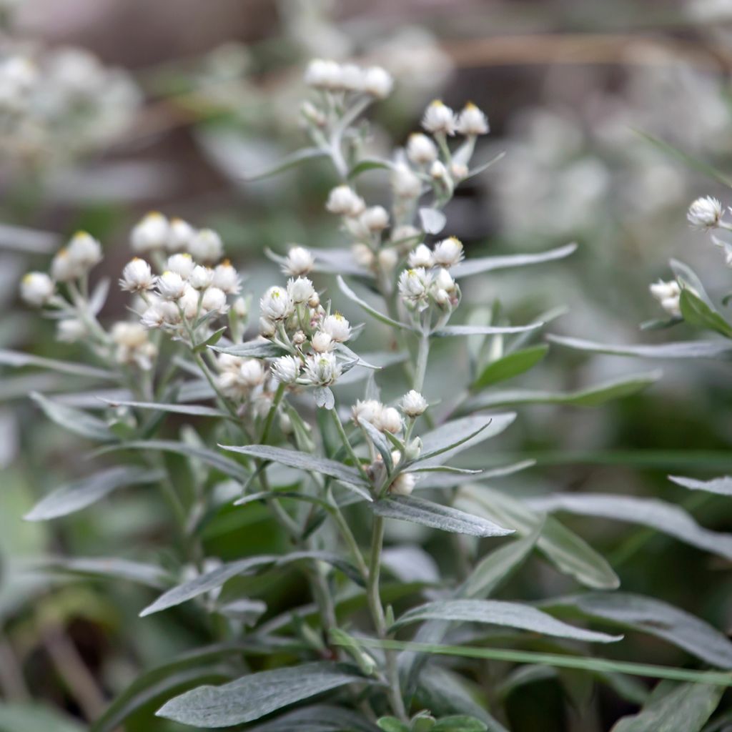 Anaphalis triplinervis - Immortelle de l'Himalaya