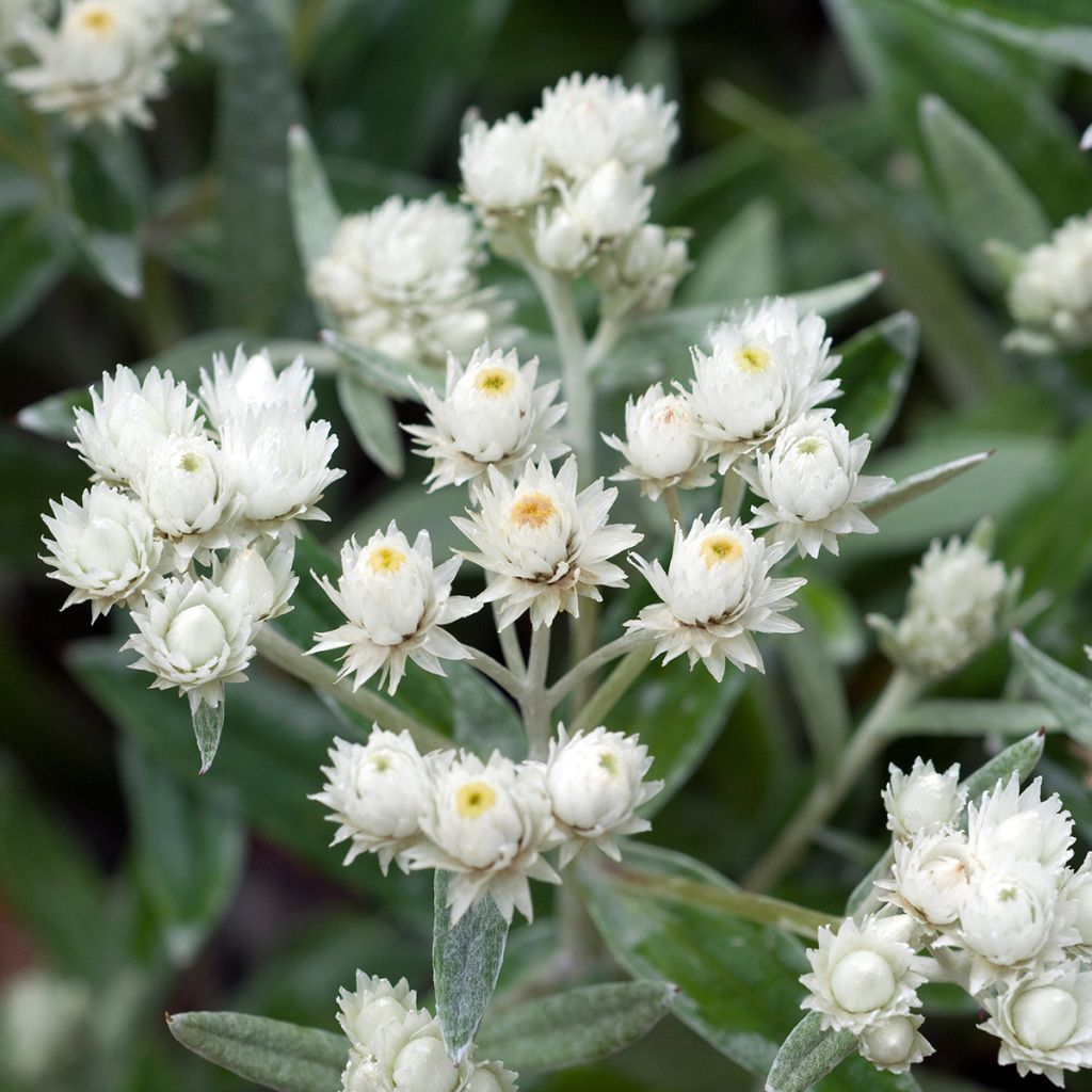 Anaphalis triplinervis - Immortelle de l'Himalaya