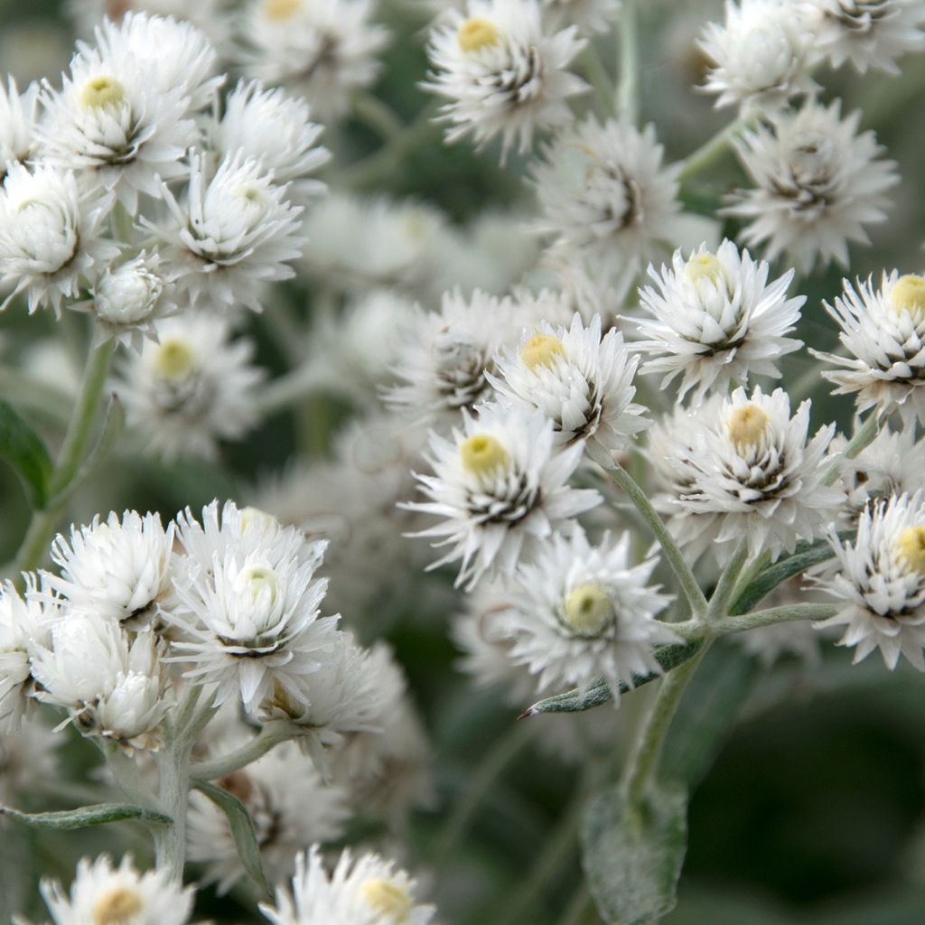 Anaphalis triplinervis - Immortelle de l'Himalaya