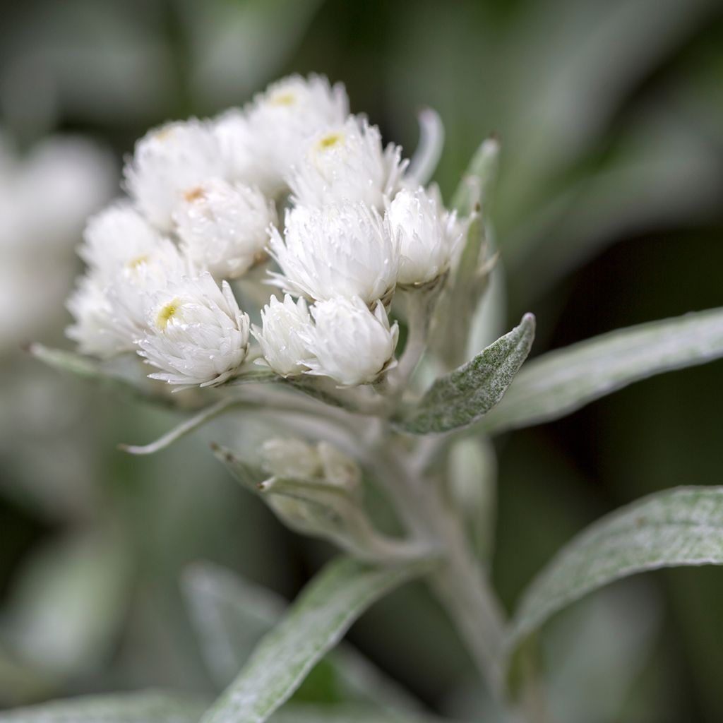 Anaphalis triplinervis - Immortelle de l'Himalaya