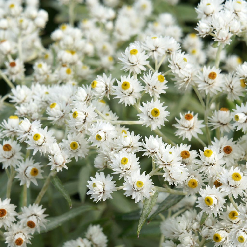 Anaphalis triplinervis - Immortelle de l'Himalaya