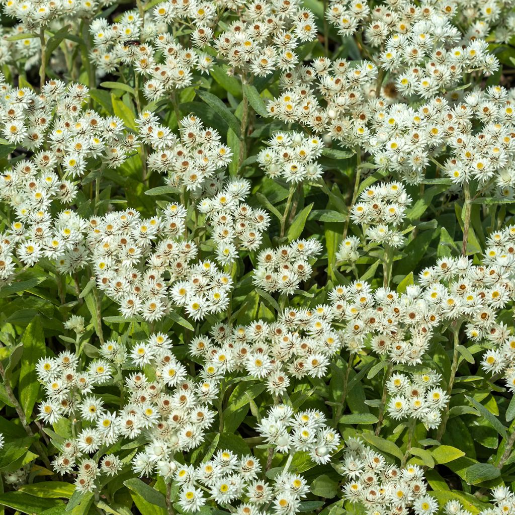 Anaphalis triplinervis Sommerschnee - Immortelle de l'Himalaya