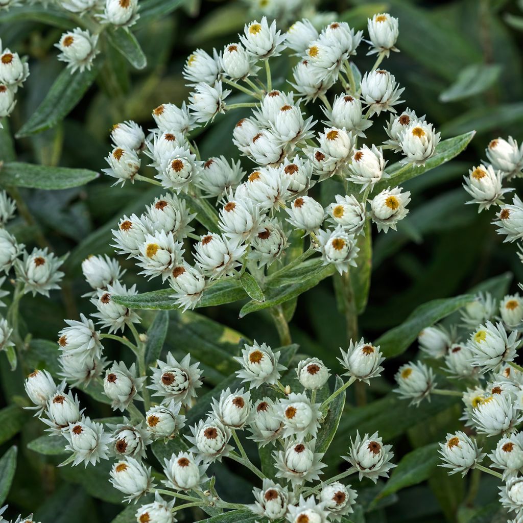 Anaphalis triplinervis Sommerschnee - Immortelle de l'Himalaya