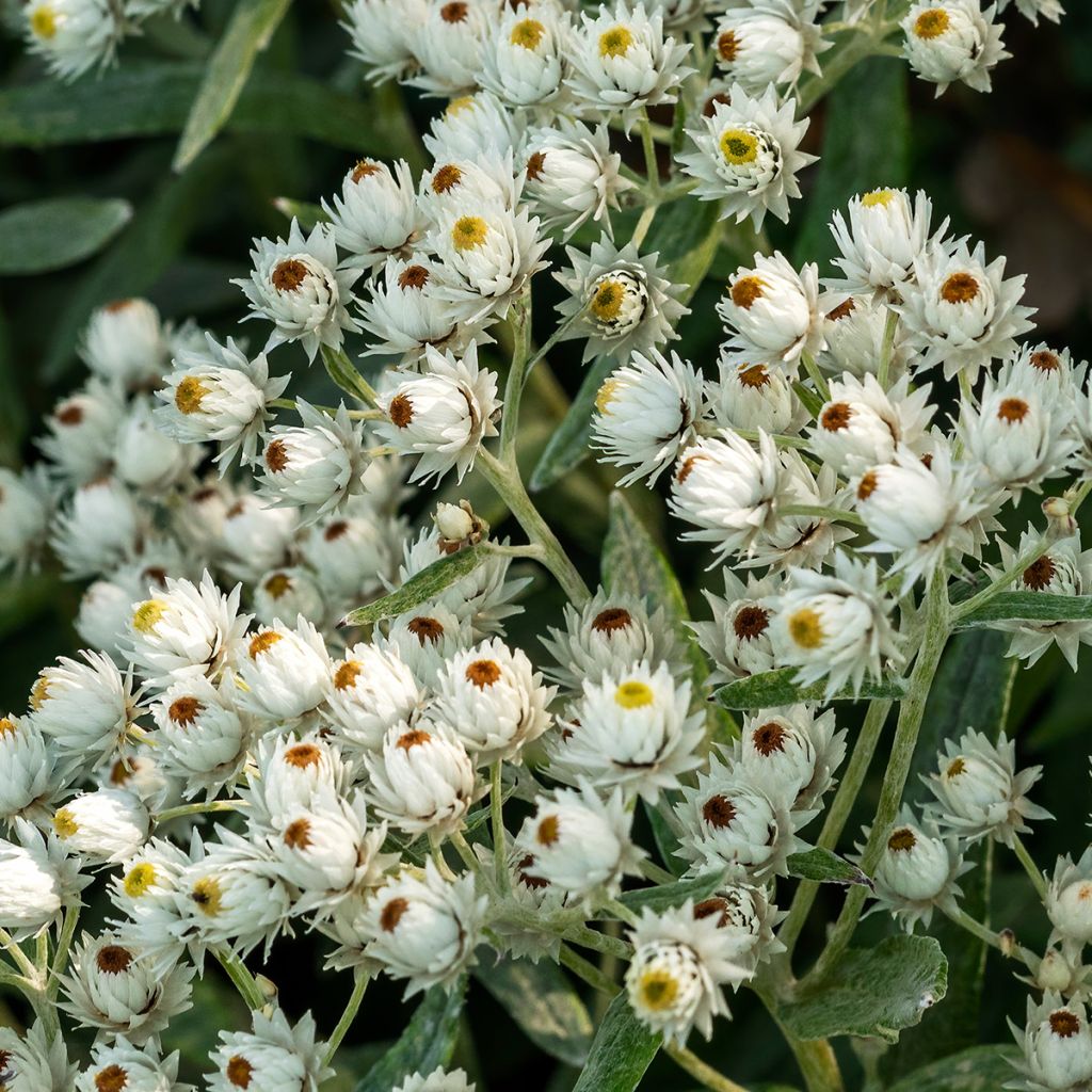 Anaphalis triplinervis Sommerschnee - Immortelle de l'Himalaya