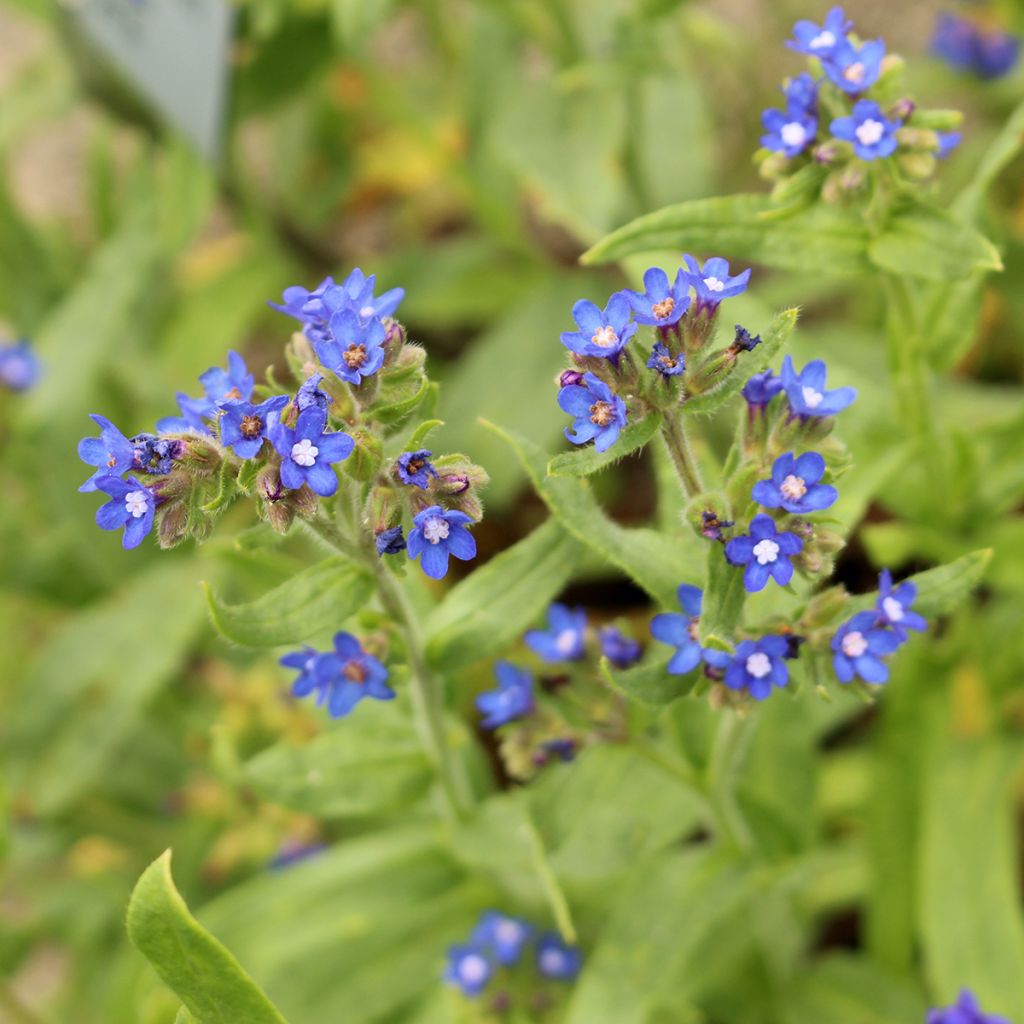 Anchusa azurea Loddon Royalist - Buglosse d'Italie