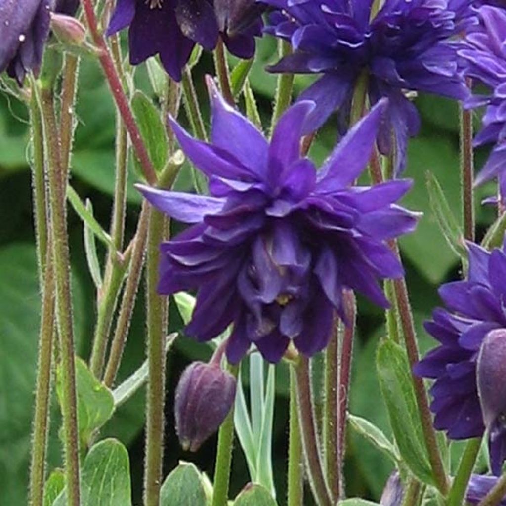 Ancolie Hybride Blue Barlow, Aquilegia Blue Barlow