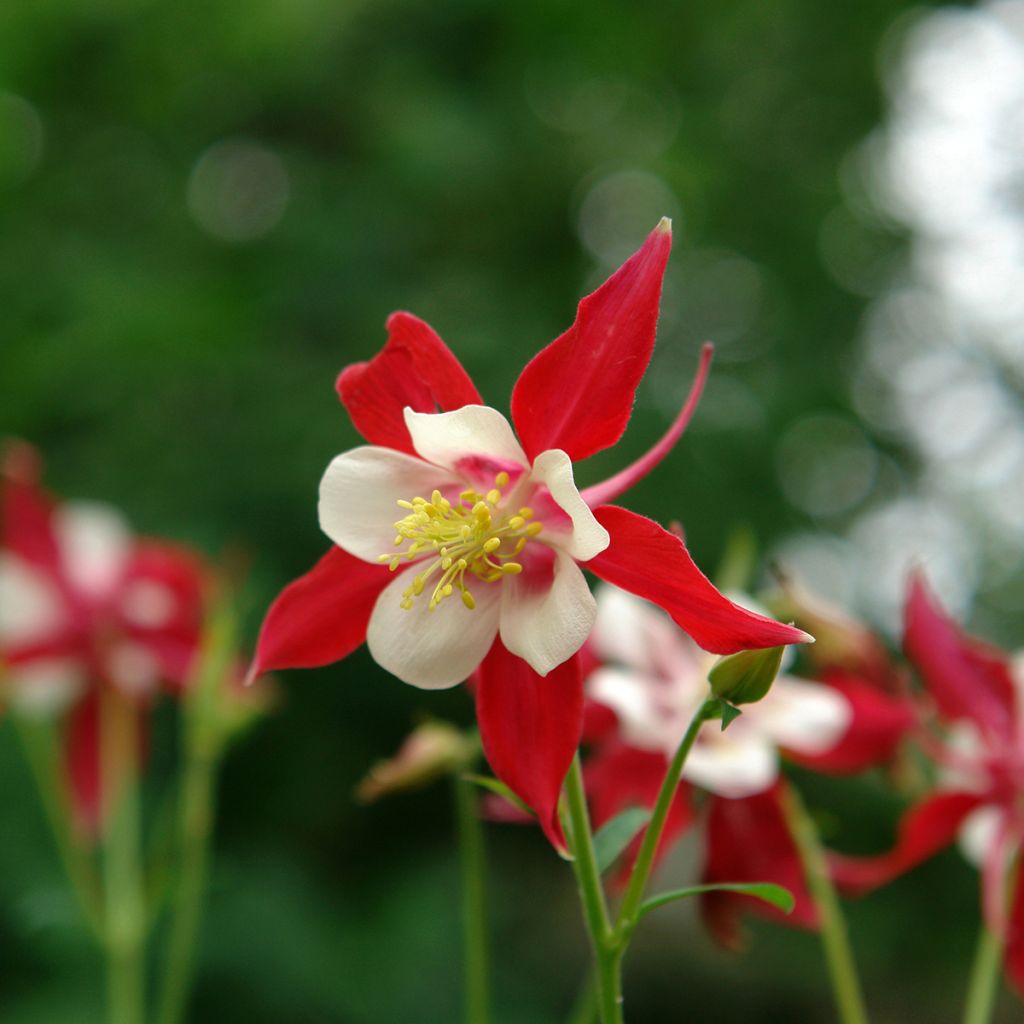 Ancolie, Aquilegia Songbird Series Cardinal