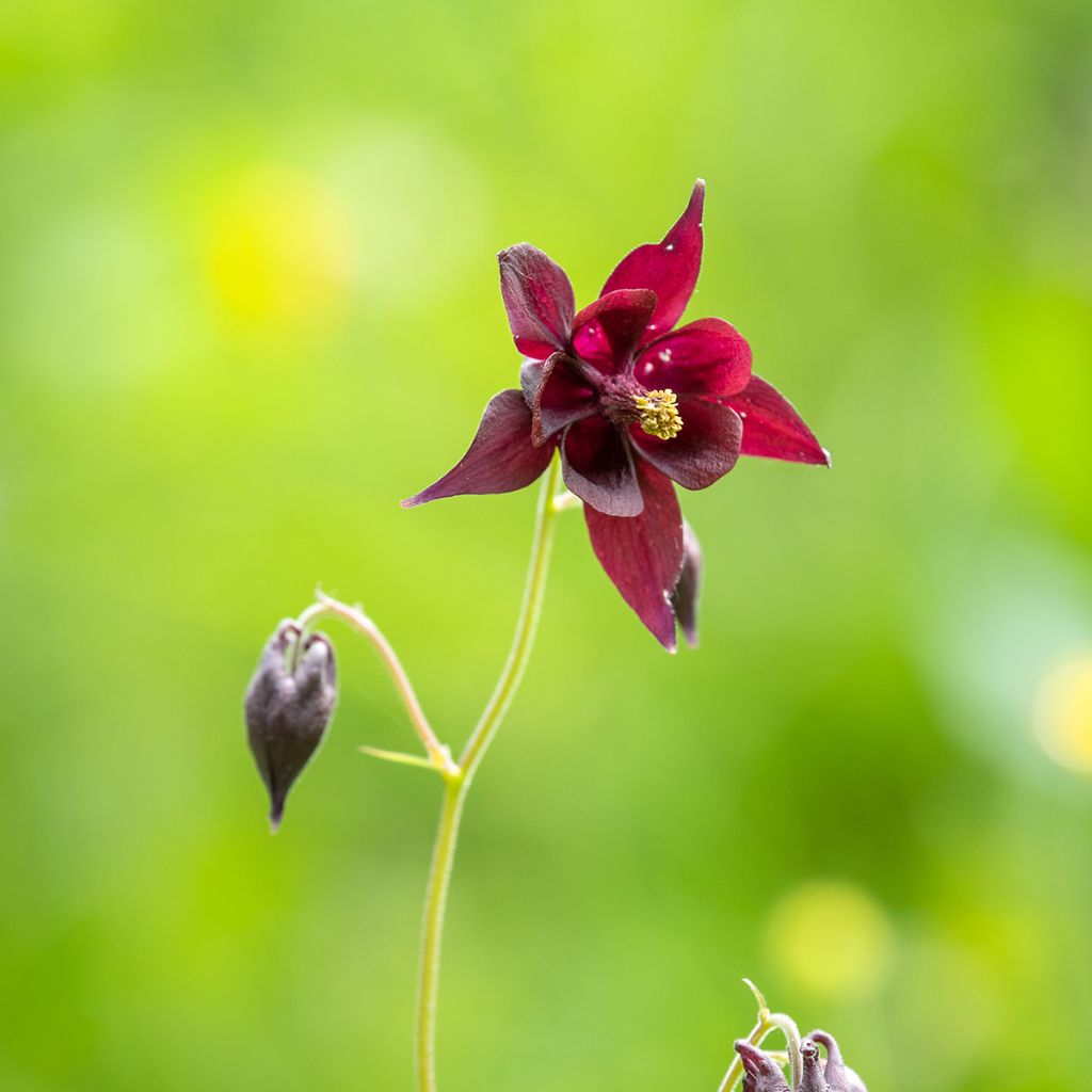 Ancolie, Aquilegia atrata