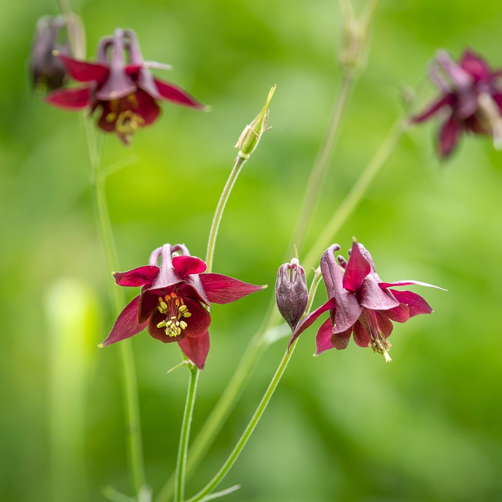 Ancolie, Aquilegia atrata