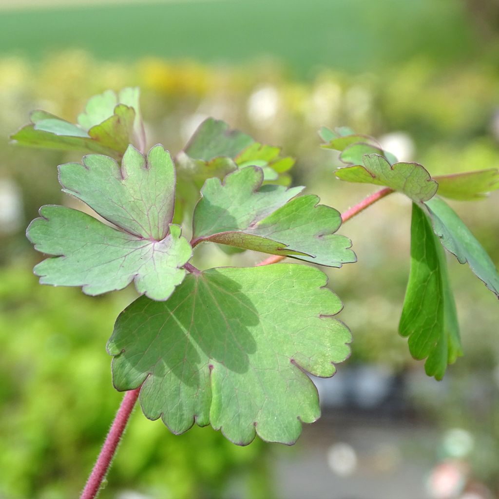 Ancolie, Aquilegia atrata