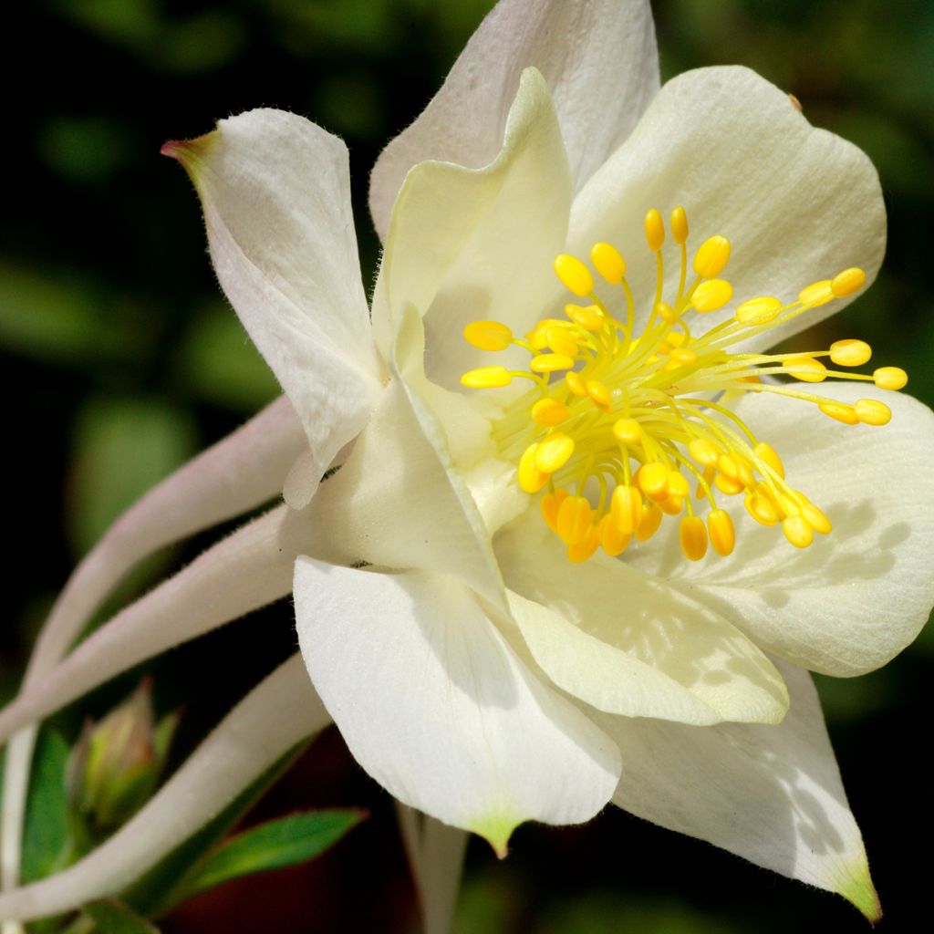 Ancolie, Aquilegia caerulea Kristall