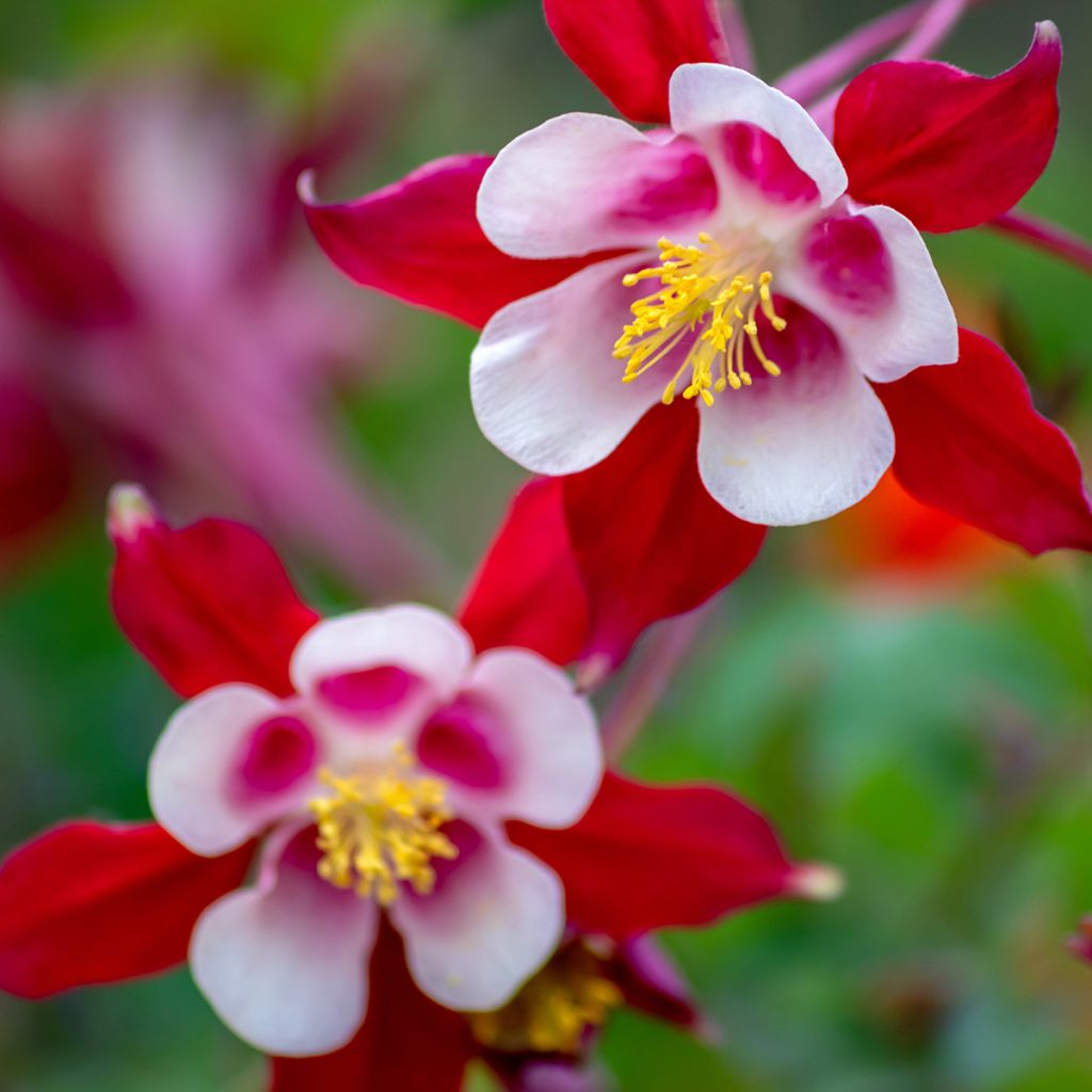 Ancolie - Aquilegia caerulea Rose Queen