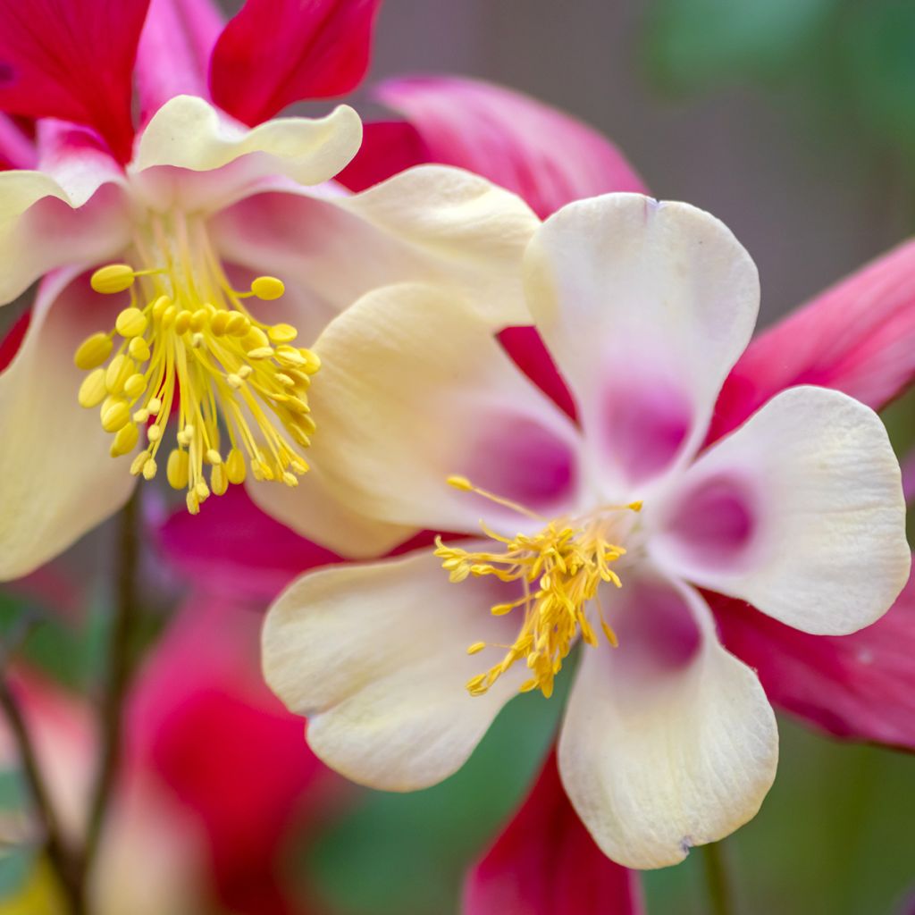 Ancolie - Aquilegia caerulea Rose Queen