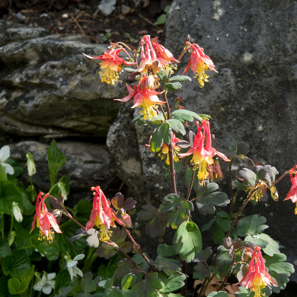 Ancolie, Aquilegia formosa