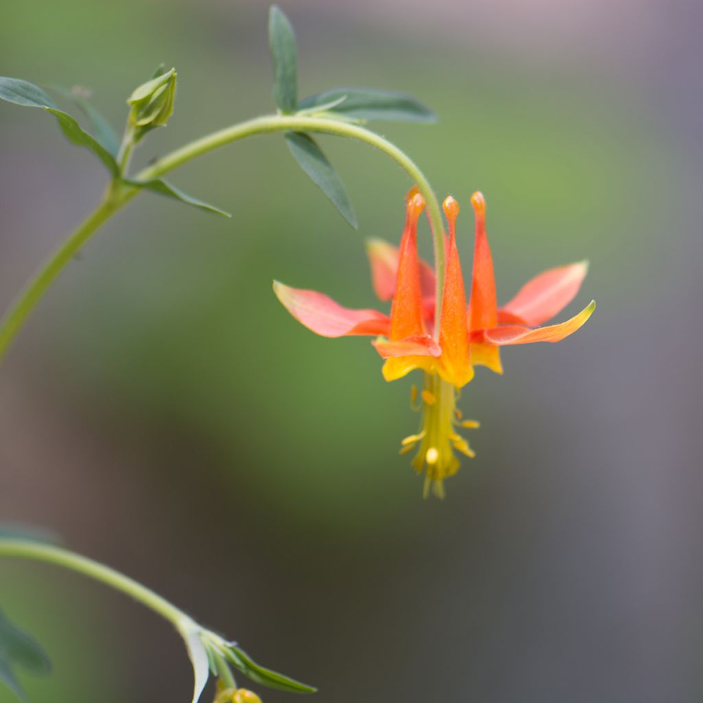 Ancolie, Aquilegia formosa