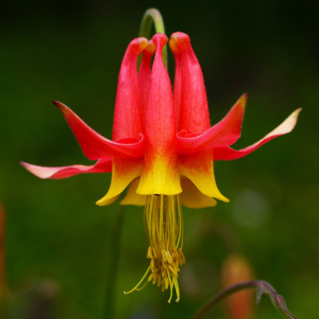 Ancolie, Aquilegia formosa