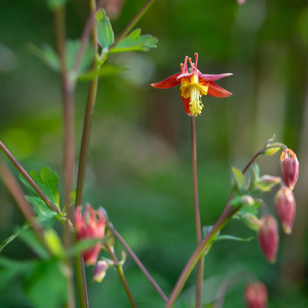 Ancolie, Aquilegia formosa