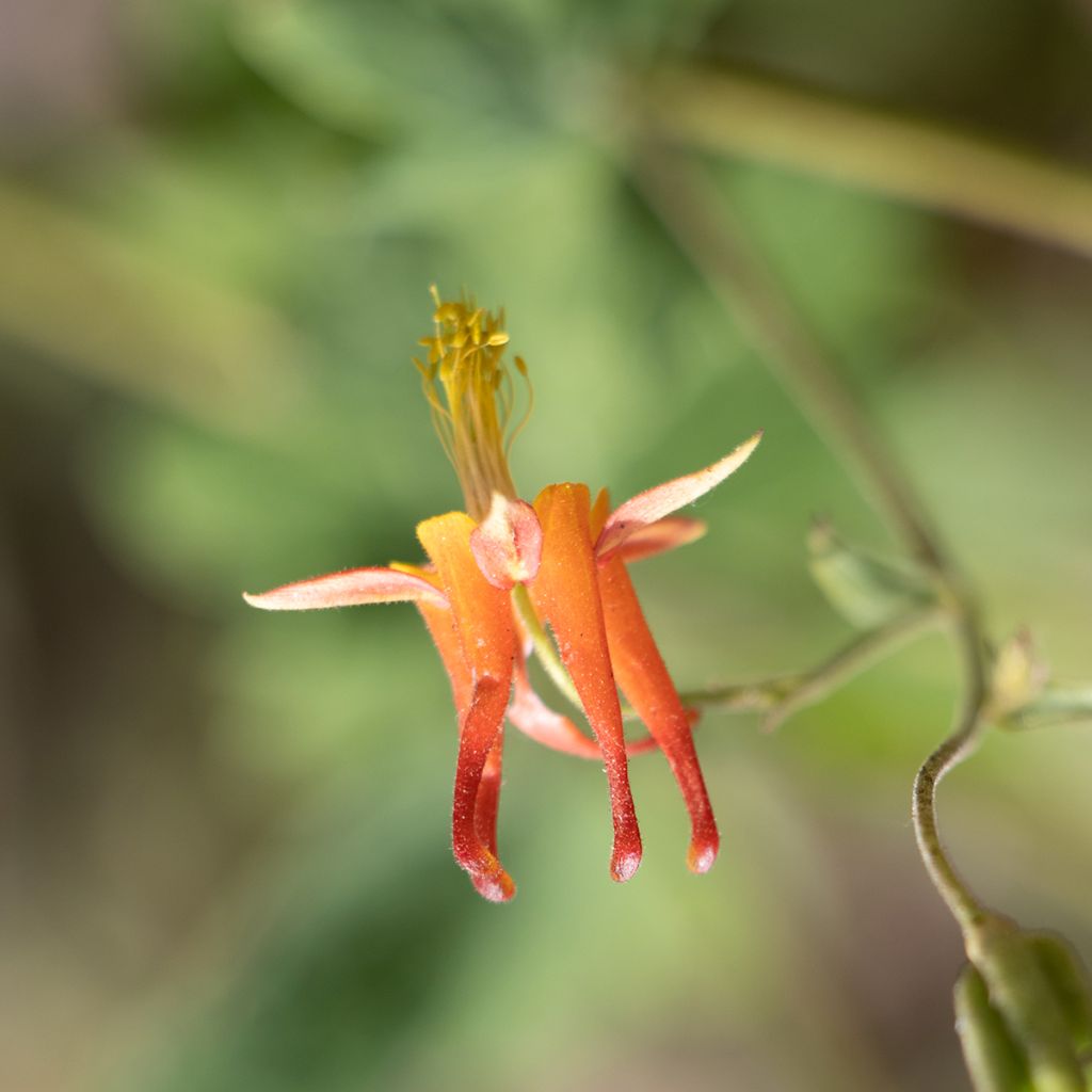 Ancolie, Aquilegia formosa