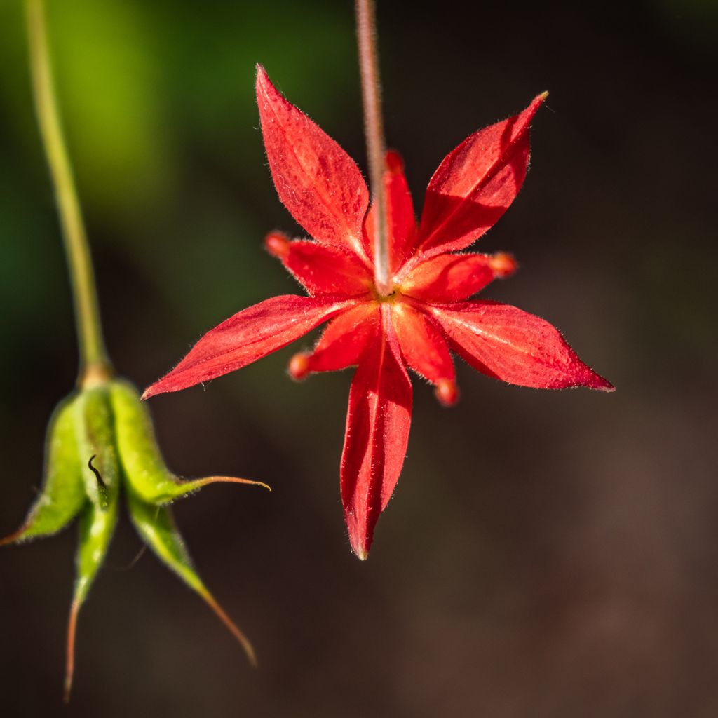 Ancolie, Aquilegia formosa