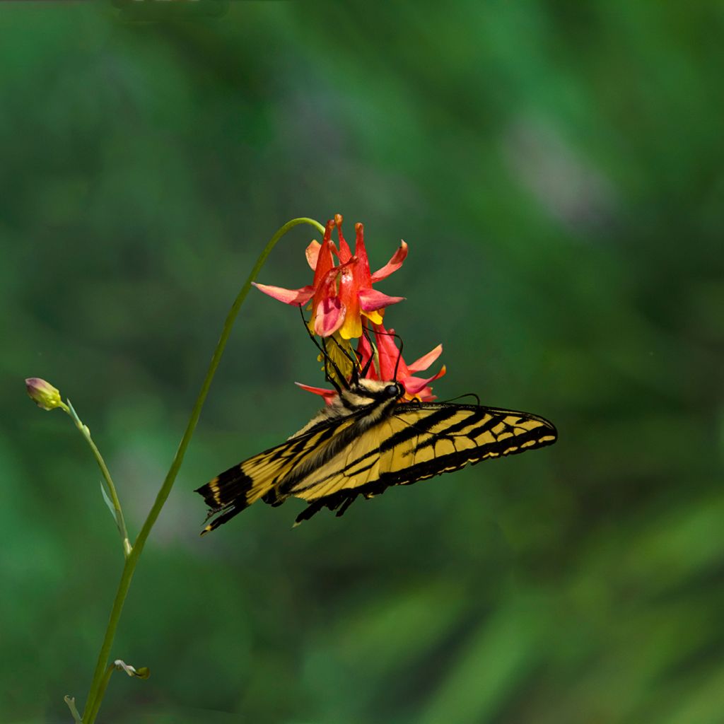 Ancolie, Aquilegia formosa