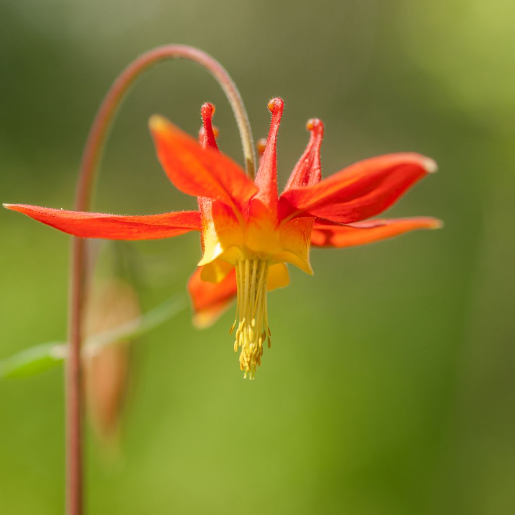 Ancolie, Aquilegia formosa