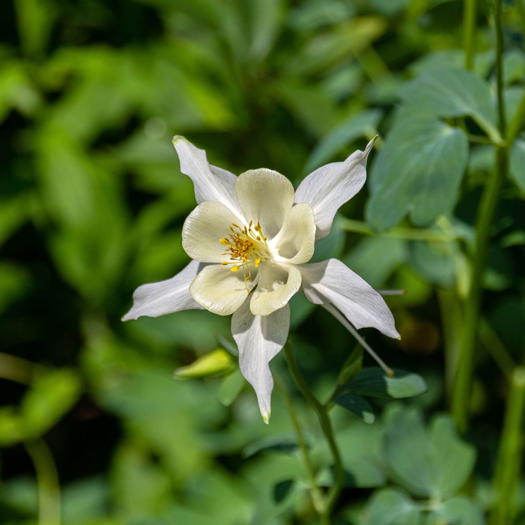 Ancolie, Aquilegia fragrans