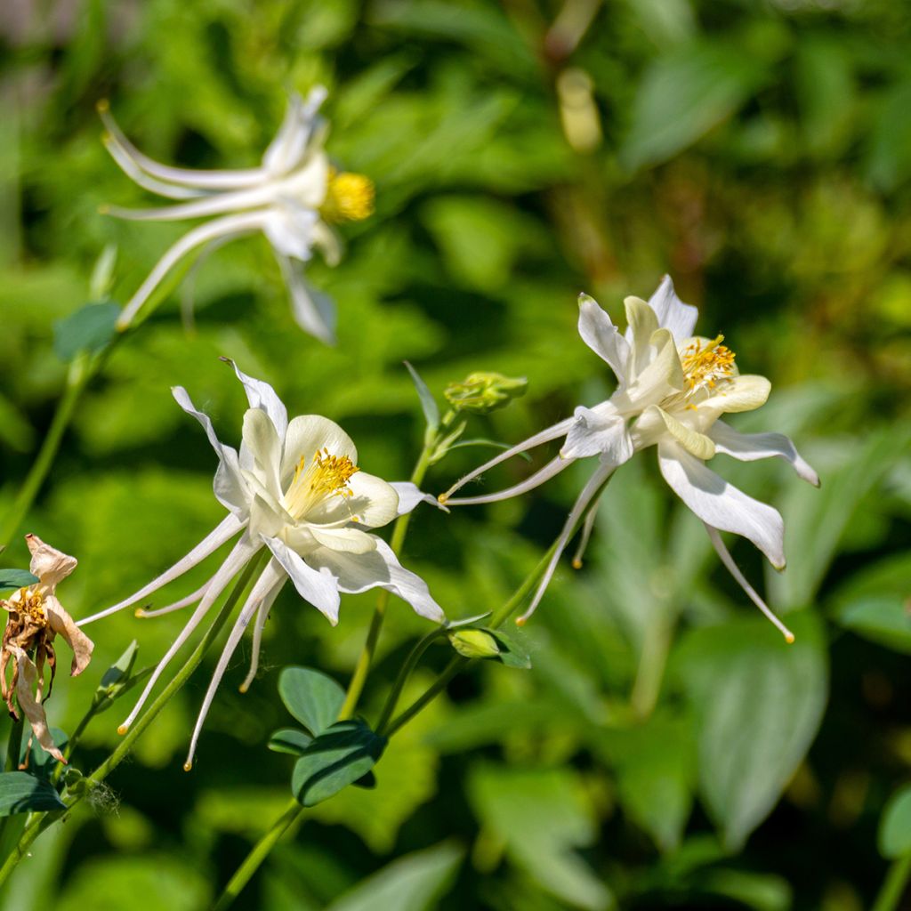 Ancolie, Aquilegia fragrans