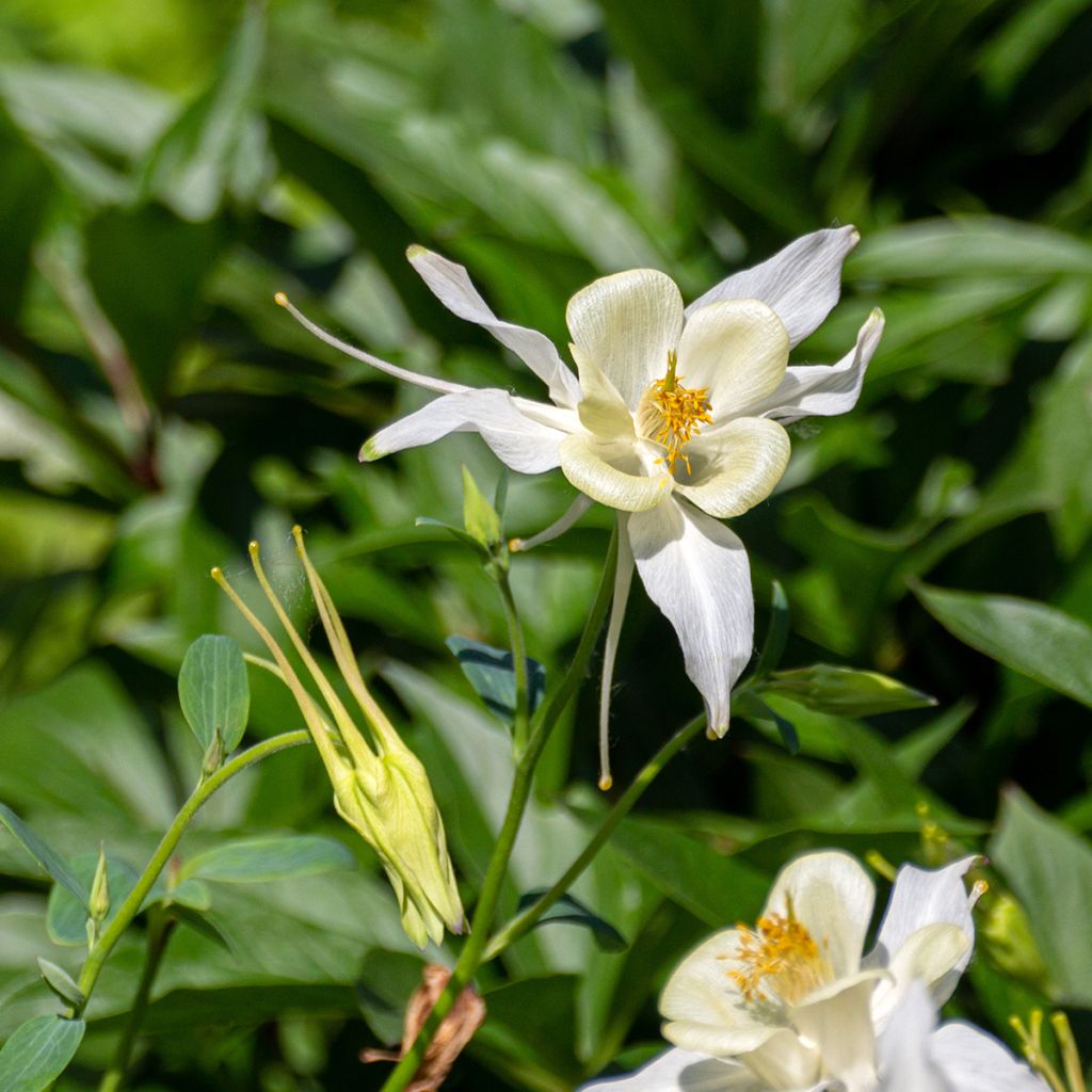 Ancolie, Aquilegia fragrans