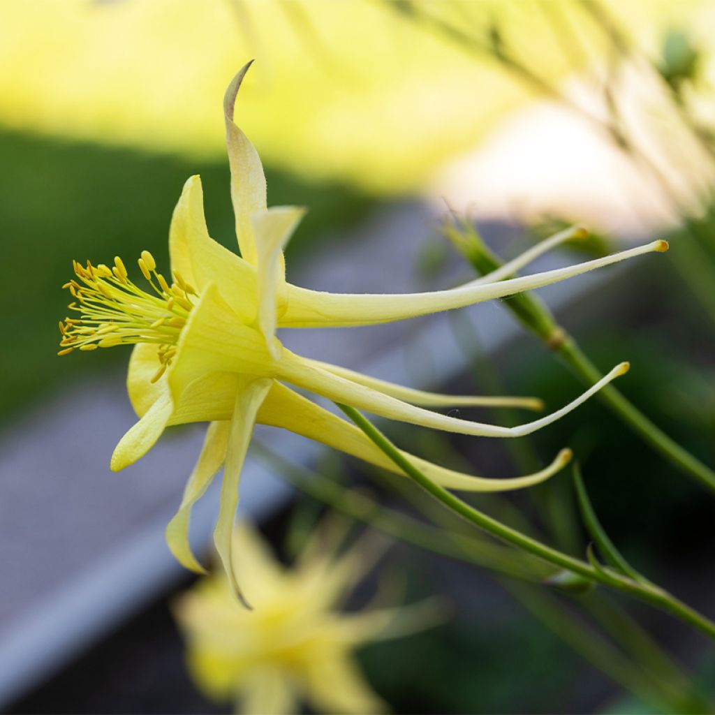 Ancolie, Aquilegia longissima