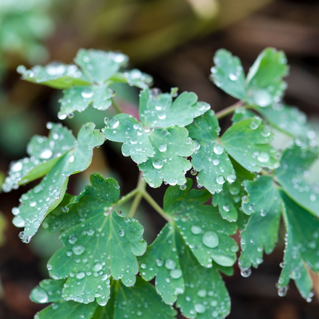 Ancolie, Aquilegia longissima