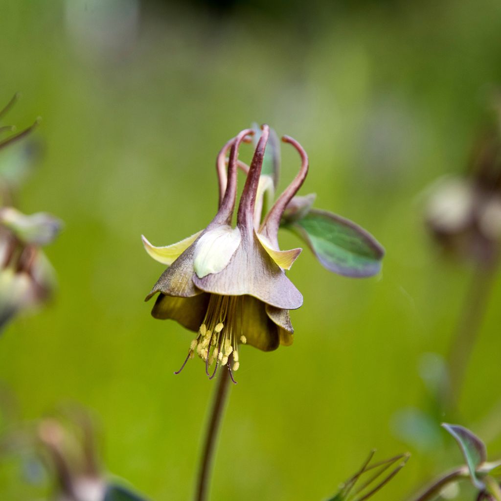 Ancolie, Aquilegia viridiflora