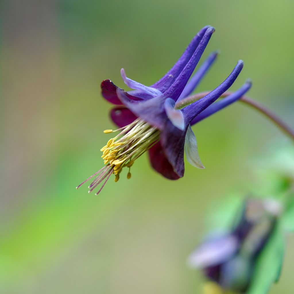 Ancolie, Aquilegia viridiflora