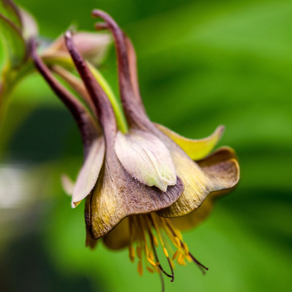 Ancolie, Aquilegia viridiflora