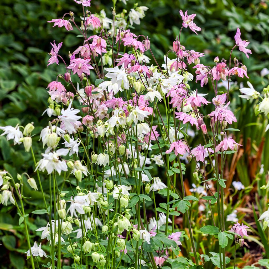 Ancolie - Aquilegia vulgaris Munstead White